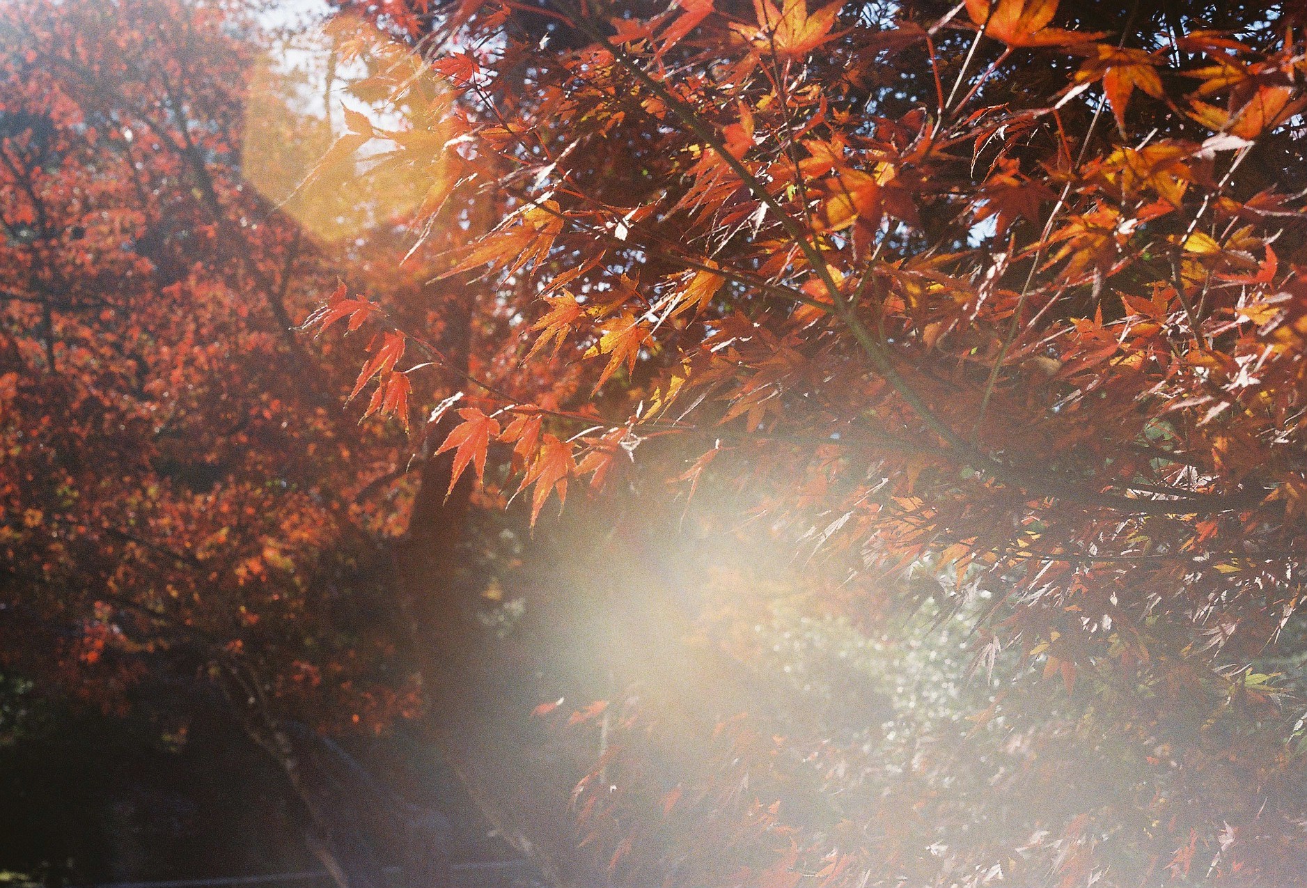 紅葉