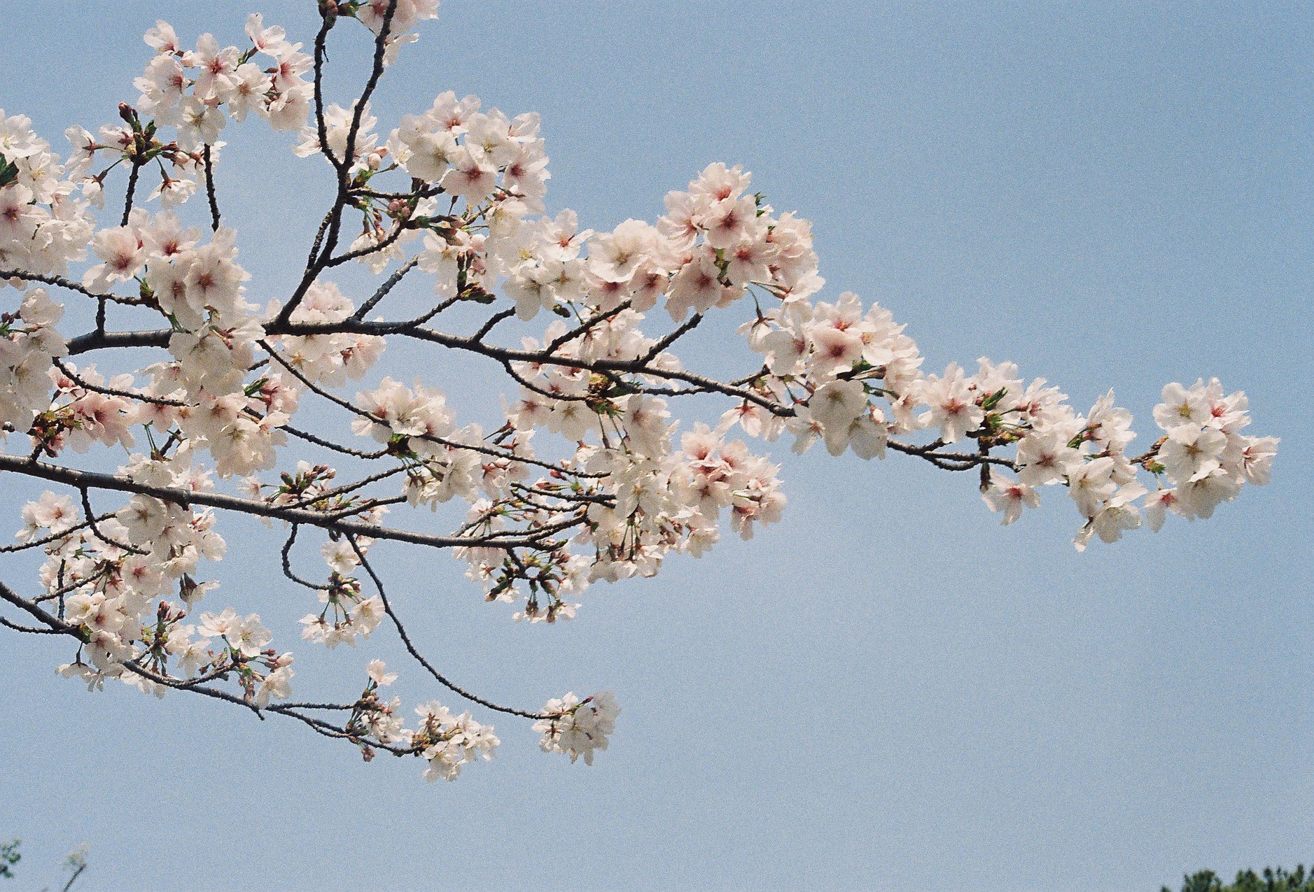 桜