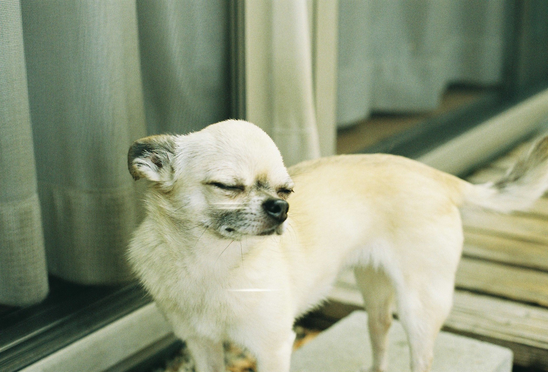太陽が眩しいむぎちゃん